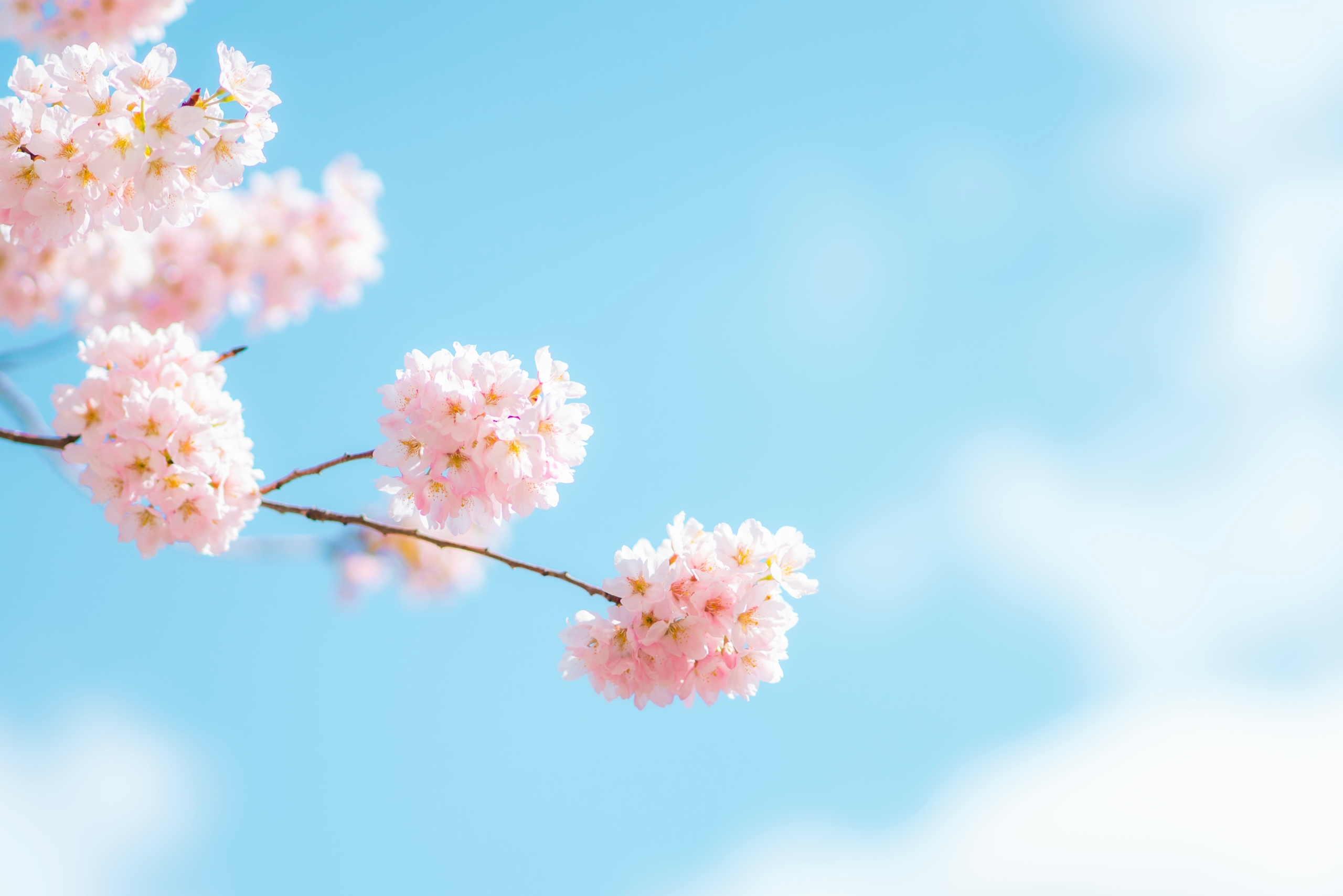 青空の中の桜の花
